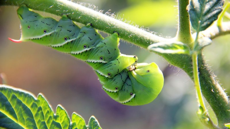 Hornworms In Raised Beds: Prevention Tips