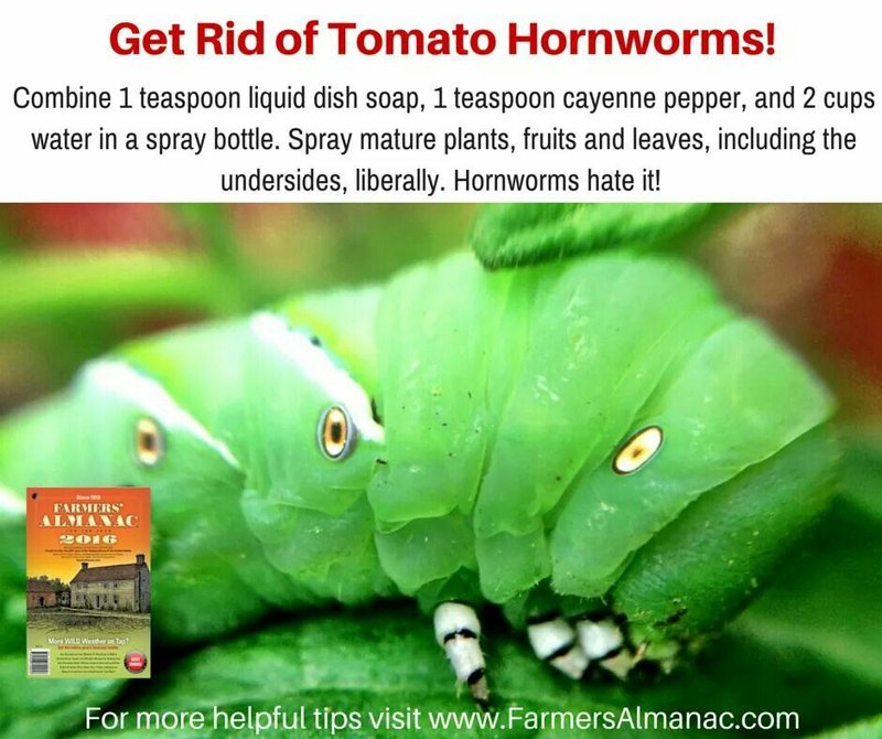 Hornworms In Raised Beds: Prevention Tips