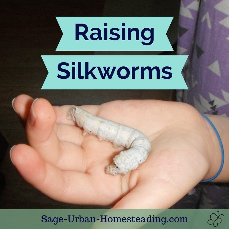 Housing Silkworms At Home: Diy Rearing Tips