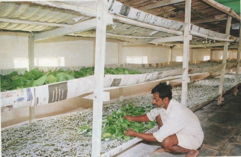 Housing Silkworms At Home: Diy Rearing Tips