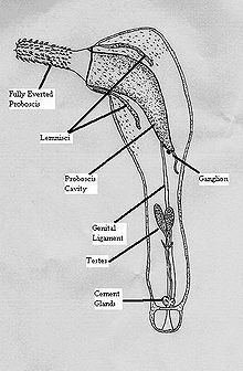 How Acanthocephala Interacts With Other Microfauna In Its Ecosystem