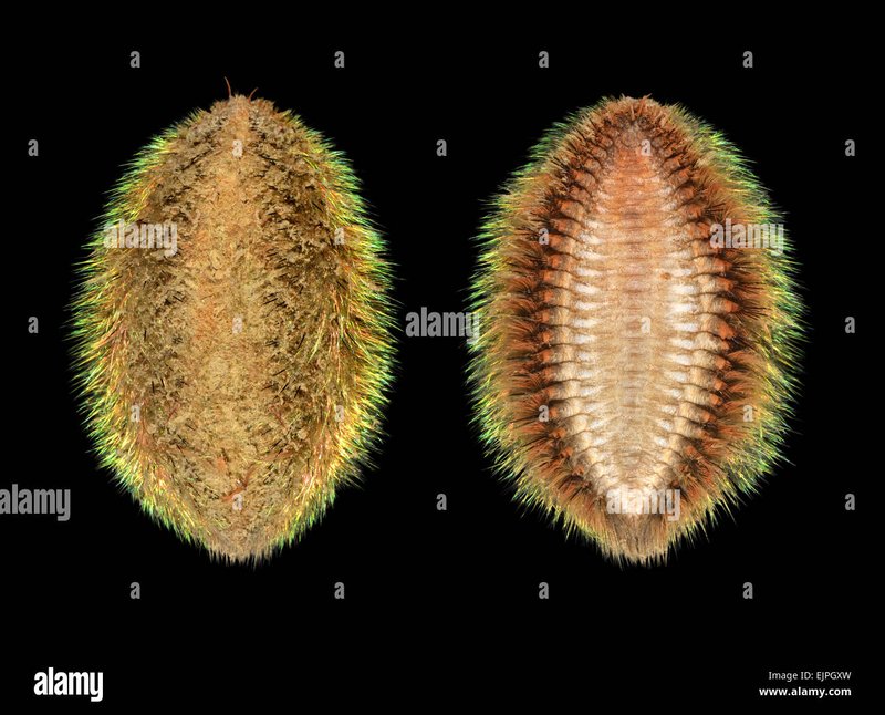 How Aphrodite Aculeata Interacts With Other Microfauna In Its Ecosystem