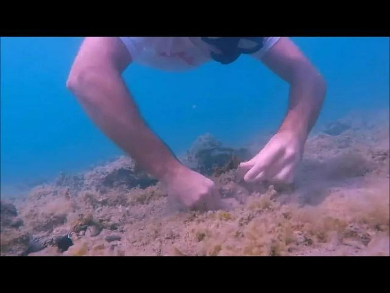 How Bobbit Worms Detect Motion In The Water Column