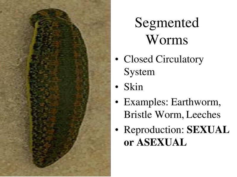 How Bobbit Worms Reproduce: Sexual Vs. Asexual Methods