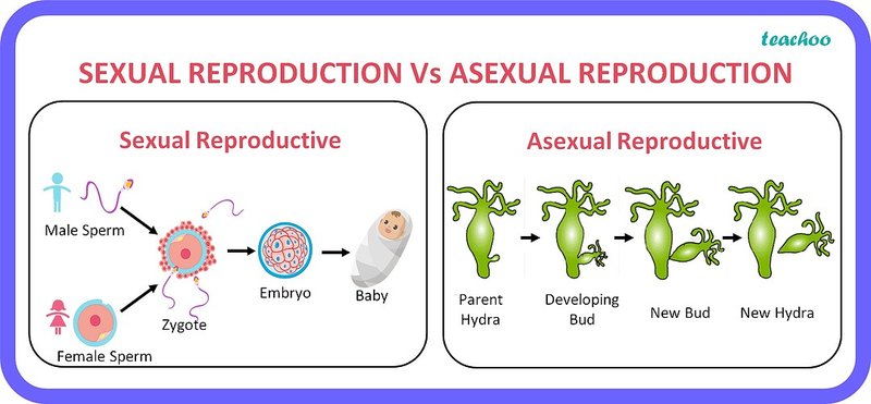 How Bobbit Worms Reproduce: Sexual Vs. Asexual Methods