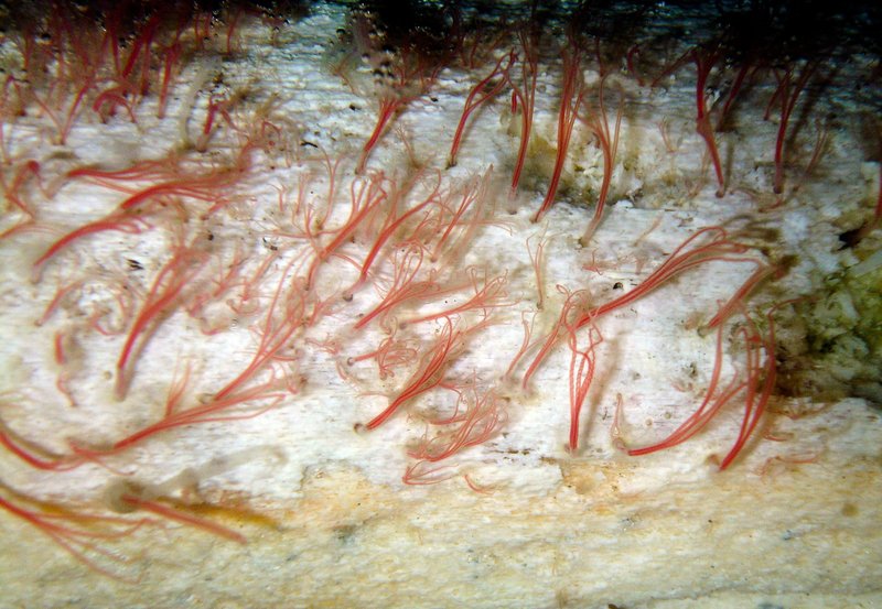 How Bone-Eating Worm Interacts With Other Microfauna In Its Ecosystem