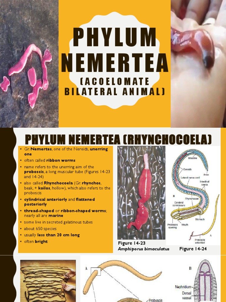 How Bootlace Worms Are Classified In Nemertea