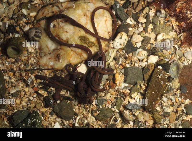 How Bootlace Worms Avoid Desiccation At Low Tide