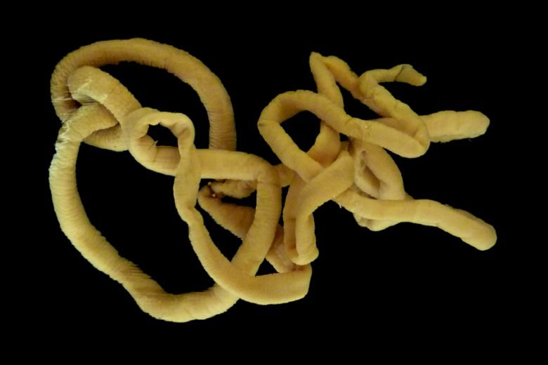 How Bootlace Worms Digest Prey Without A True Stomach