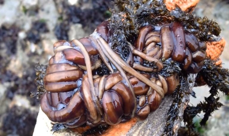 How Bootlace Worms Hunt Using Mucus And Toxins