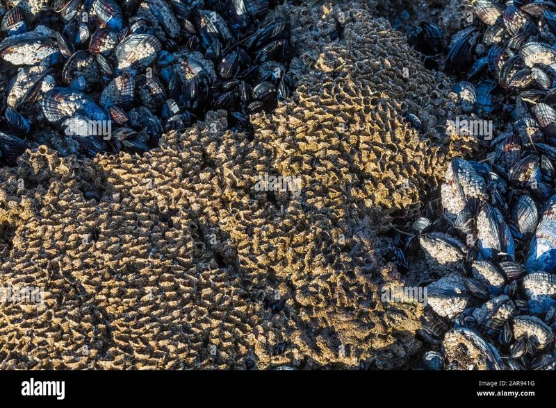 How Bootlace Worms Interact With Mussel Beds