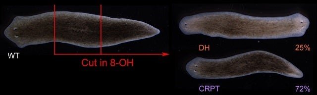 How Bootlace Worms Regenerate After Injury