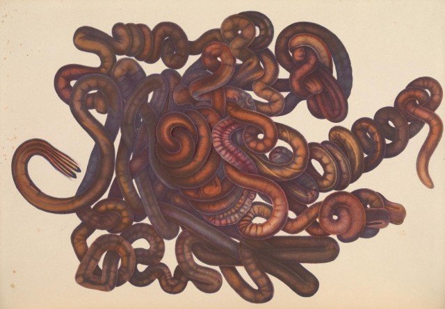 How Bootlace Worms Use Peristalsis For Movement