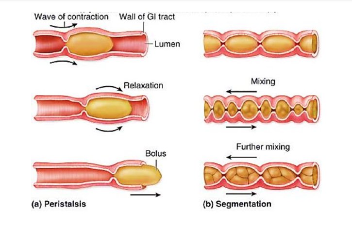How Bootlace Worms Use Peristalsis For Movement