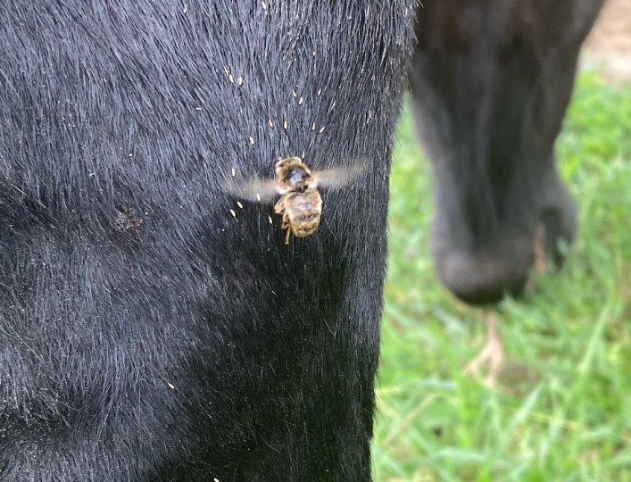 How Botflies Deposit Eggs Near Animal Burrows