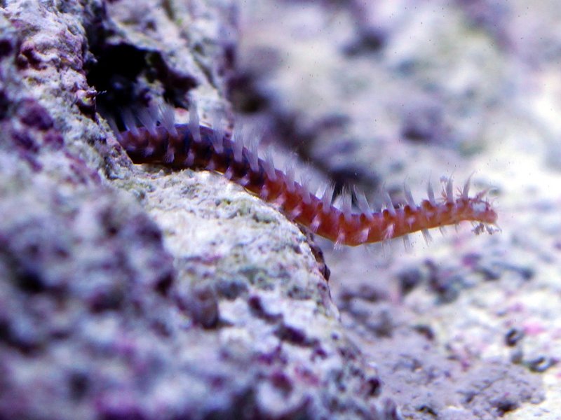 How Bristle Worms Invade Saltwater Aquariums