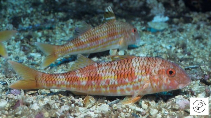 How Bristle Worms Invade Saltwater Aquariums