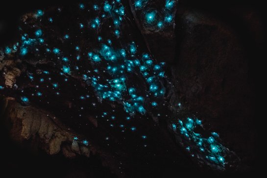 How Climate Influences Glow Worm Distribution
