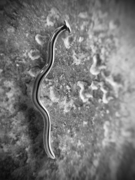 How Climate Influences Hammerhead Worm Ranges