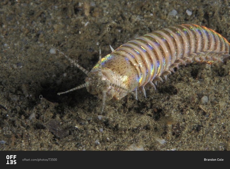 How Deep Do Bobbit Worms Burrow In The Sand?