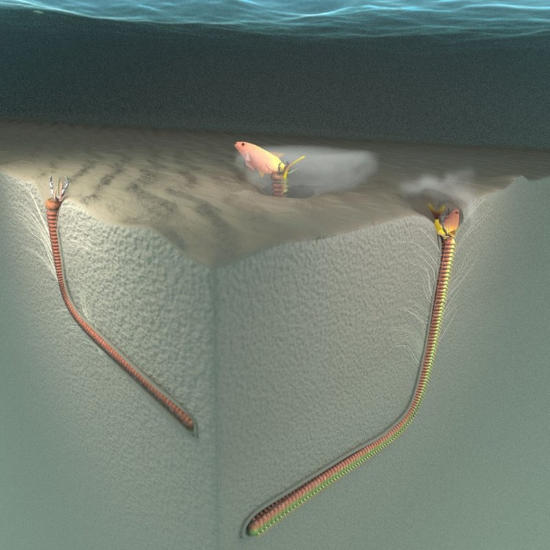 How Deep Do Bobbit Worms Burrow In The Sand?