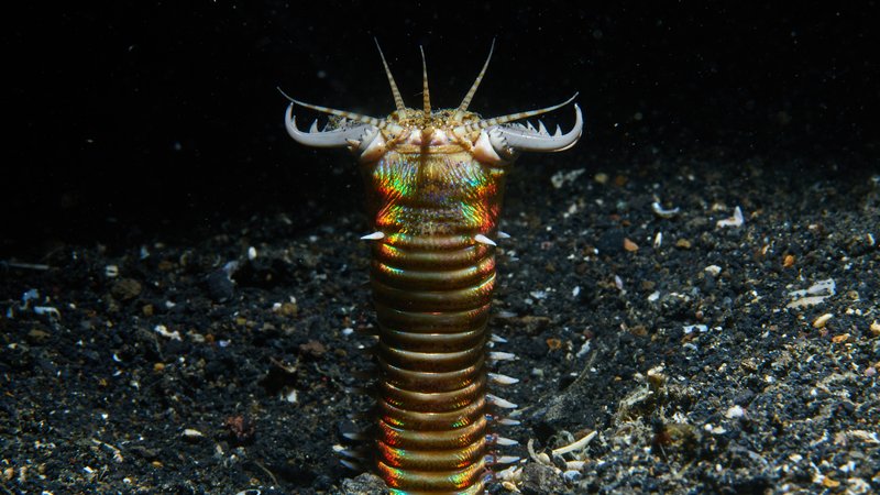 How Deep Do Bobbit Worms Burrow In The Sand?
