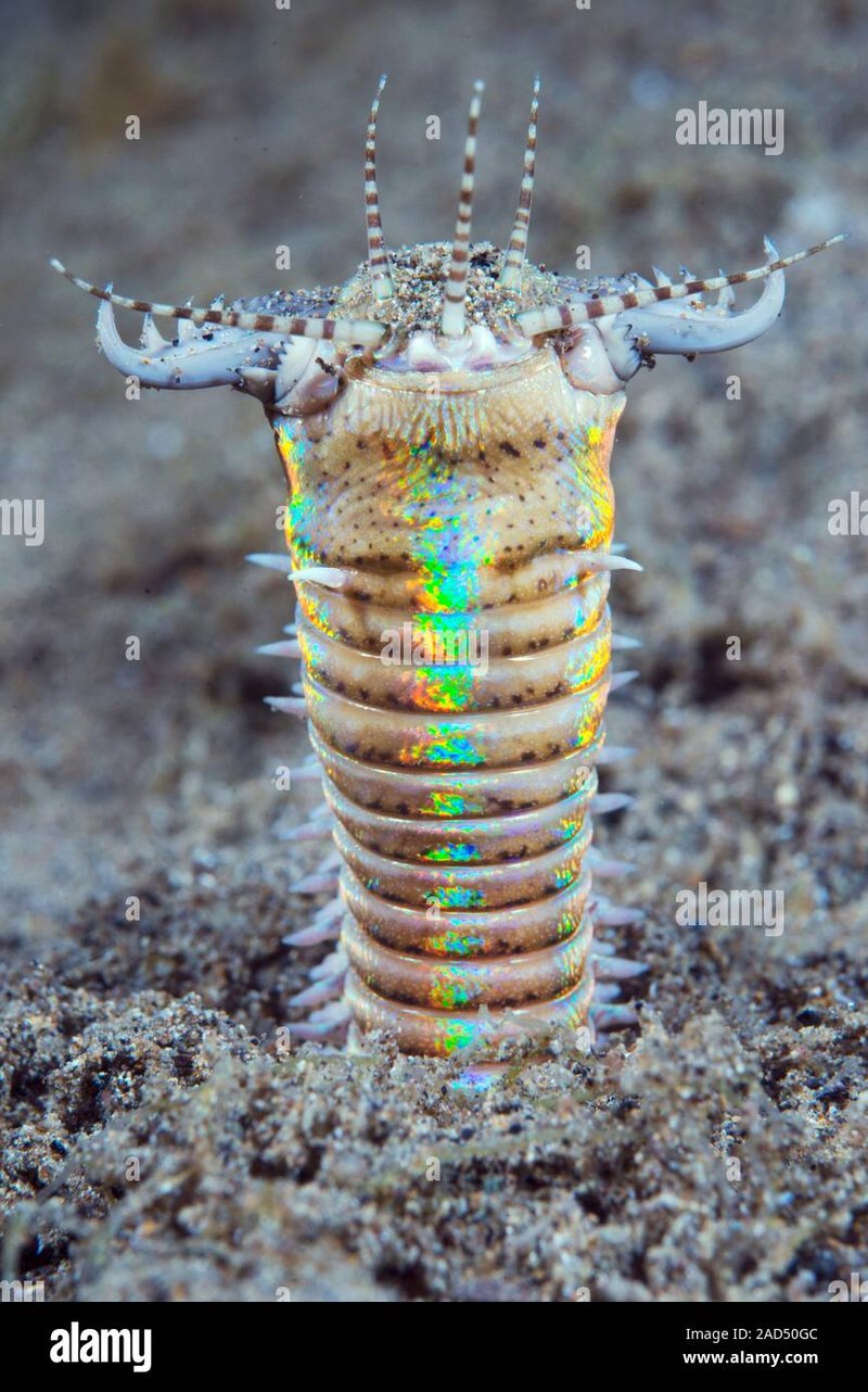 How Deep Do Bobbit Worms Burrow In The Sand?