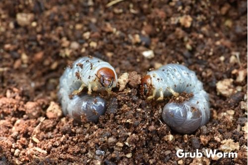 How Deep Do Grub Worms Live In The Soil?