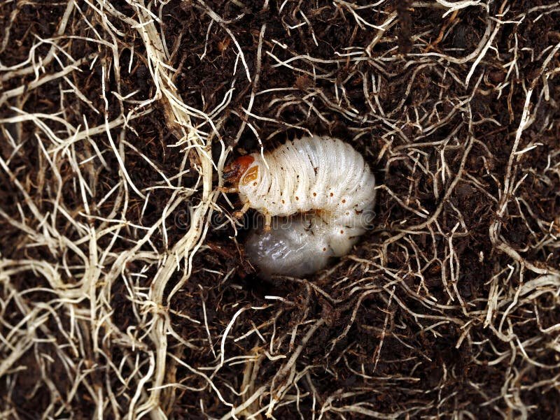 How Deep Do Grub Worms Live In The Soil?