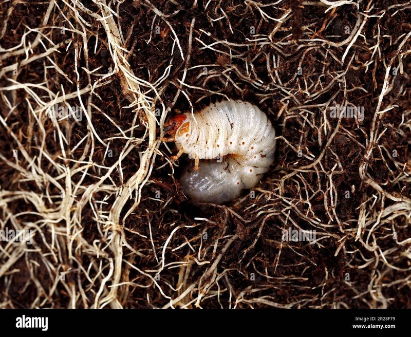 How Deep Do Grub Worms Live In The Soil?