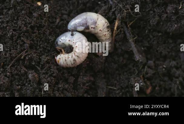 How Deep Do Grub Worms Live In The Soil?