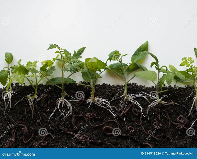 How Earthworms Affect Root Development In Plants