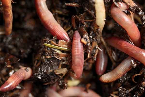 How Earthworms Break Down Organic Material