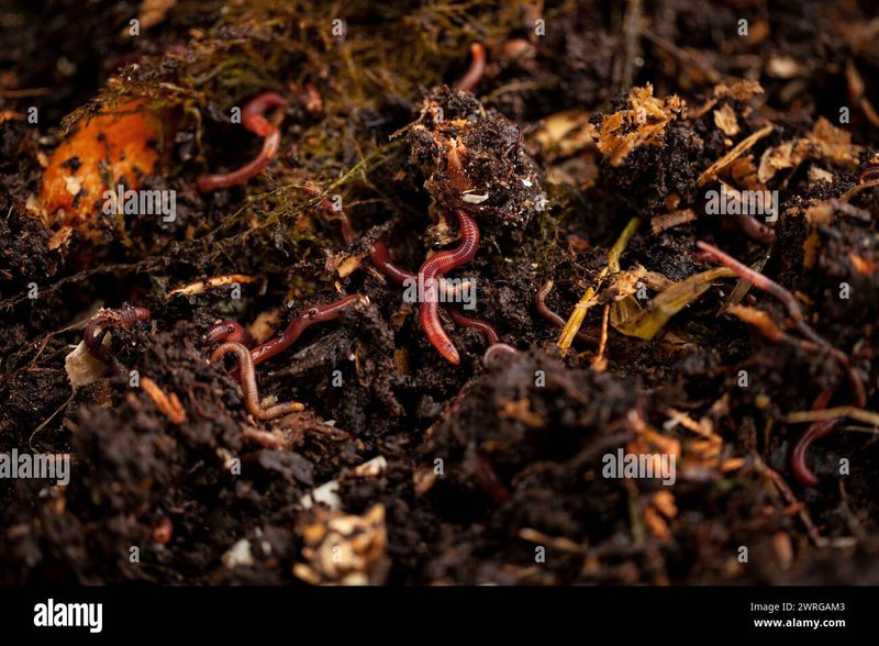How Earthworms Break Down Organic Material