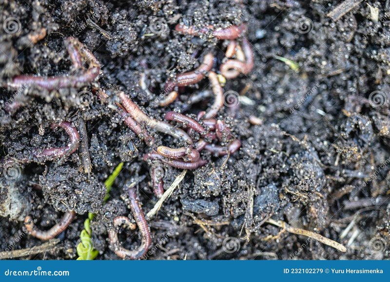 How Earthworms Improve Garden Soil Fertility