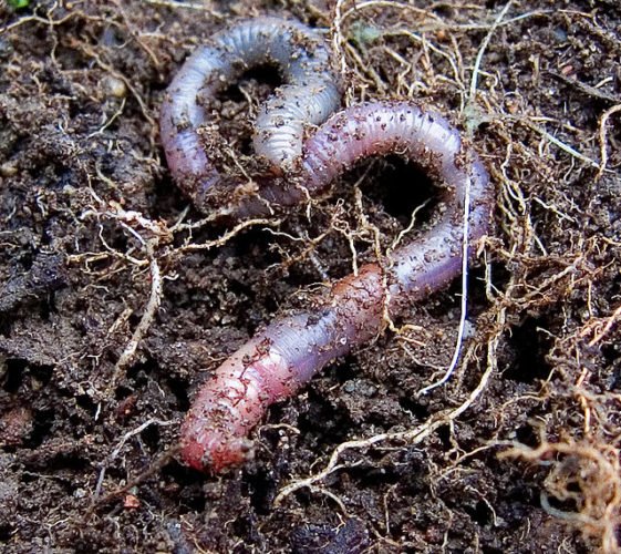 How Earthworms Improve Garden Soil Fertility