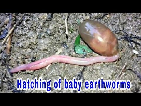 How Earthworms Reproduce: Cocoon To Hatchling