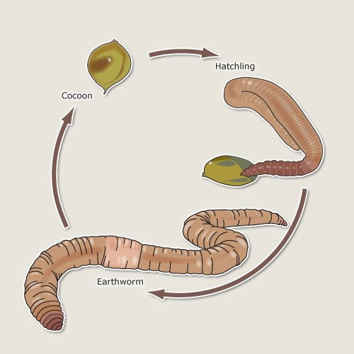 How Earthworms Reproduce: Cocoon To Hatchling