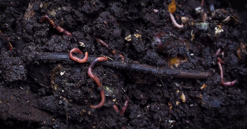 How Earthworms Respond To Soil Acidity And Ph