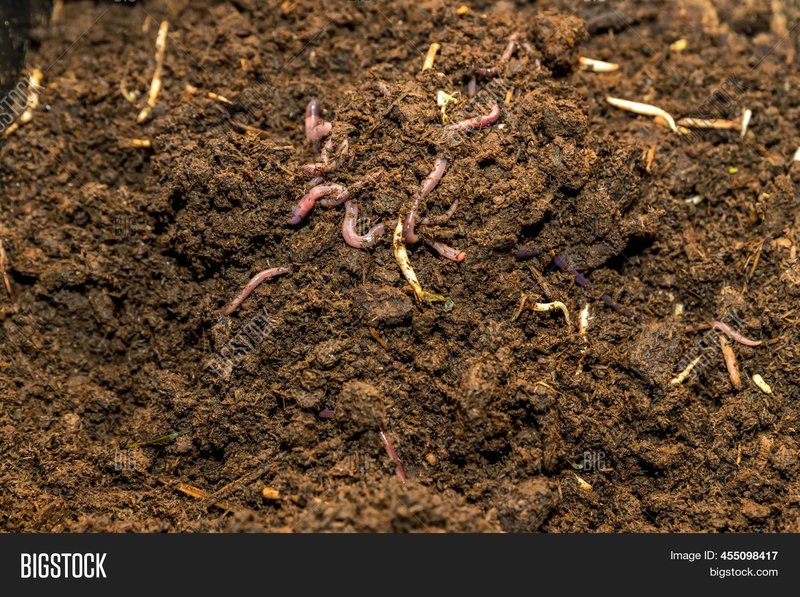 How Earthworms Respond To Soil Acidity And Ph