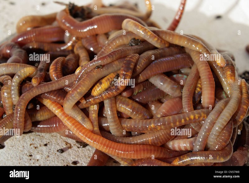 How Eisenia Hortensis Interacts With Other Microfauna In Its Ecosystem