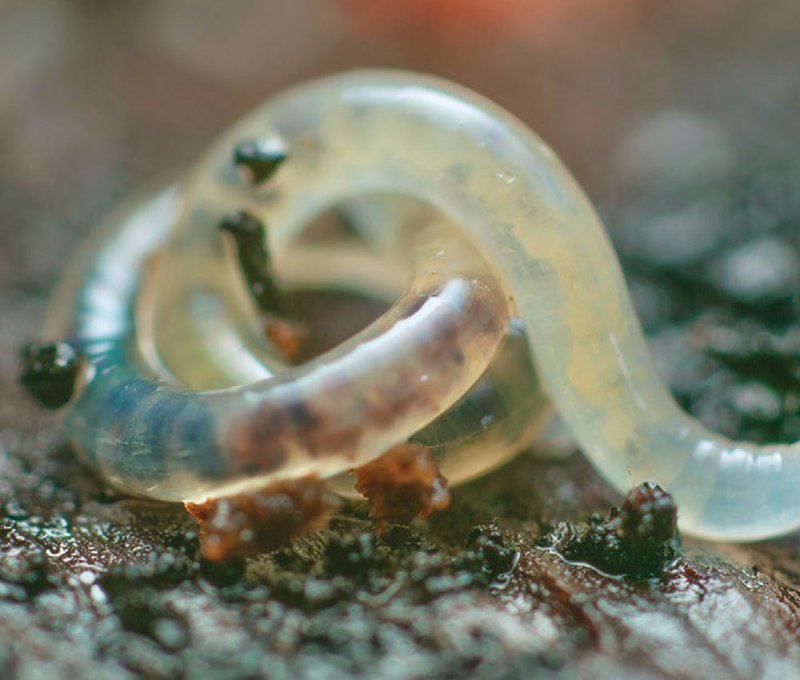 How Enchytraeid Interacts With Other Microfauna In Its Ecosystem