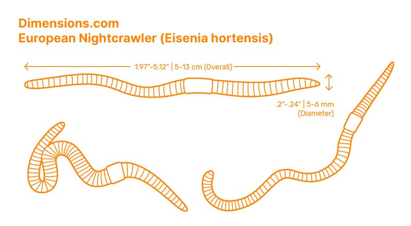How Far Bobbit Worms Can Extend From Their Burrows