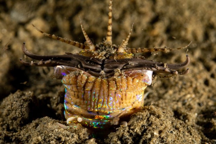 How Fast Can Bobbit Worms Strike Underwater?