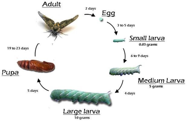 How Fast Do Hornworms Grow?