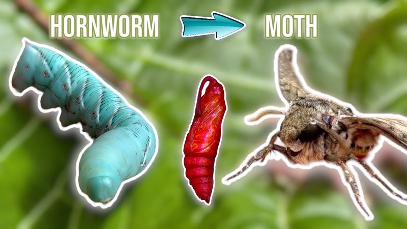 How Fast Do Hornworms Grow?