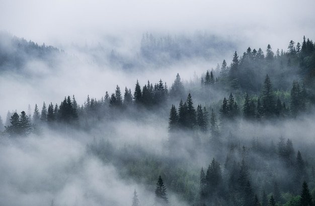 How Foggy Conditions Enhance Glow Worm Visibility