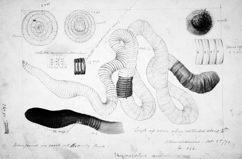 How Giant Gippsland Earthworm Interacts With Other Microfauna In Its Ecosystem