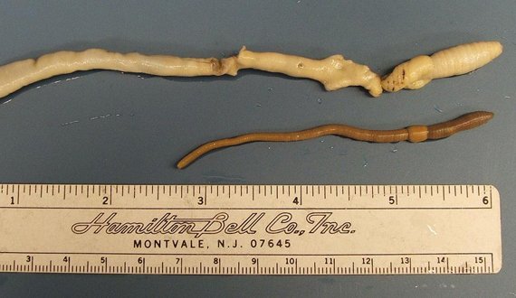 How Giant Palouse Earthworm Interacts With Other Microfauna In Its Ecosystem