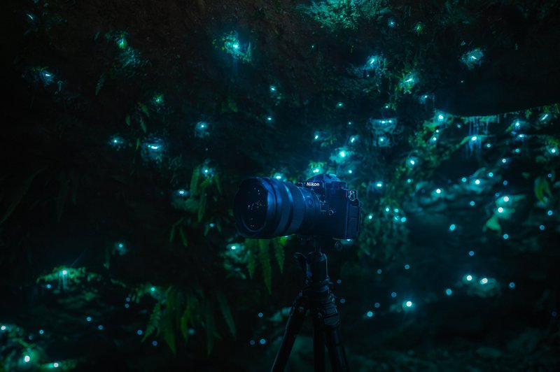 How Glow Worms Adapt To Different Altitudes